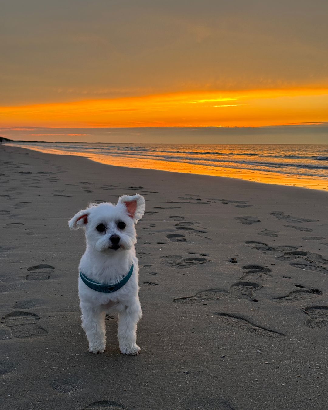 Hund am Strand im Sonnenuntergang